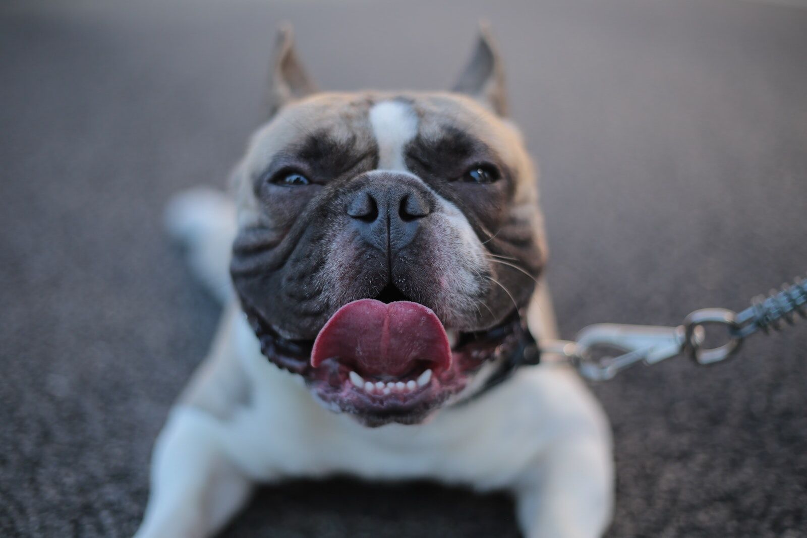 Panting Dog